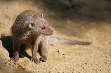 Oturan zebra Mangusta 'nın yakın plan görüntüsü 