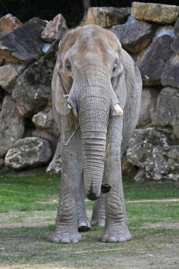 Hayvanat bahçesindeki Afrika filinin yakın çekim görüntüsü