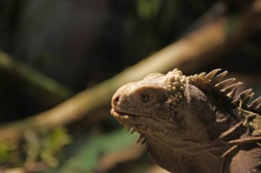 Bulanık arkaplanda leguan portresinin yakın plan görüntüsü
