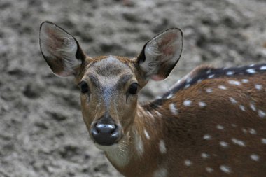 Güzel bir geyik kafasının yakın plan görüntüsü.