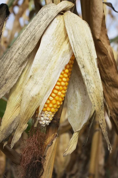 Primer Plano Delicioso Maíz Seco Maduro Creciendo Campo Agrícola — Foto de Stock