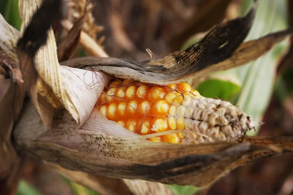 close-up shot of delicious ripe dried corn growing on agricultural field