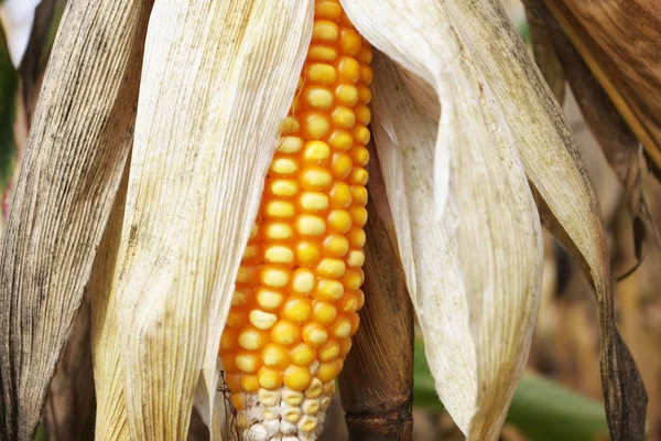 Крупным Планом Снимок Вкусной Спелой Кукурузы Растущей Сельскохозяйственном Поле — стоковое фото