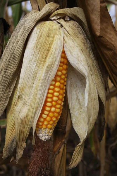Nahaufnahme Von Köstlichem Reifen Getrockneten Mais Der Auf Einem Landwirtschaftlichen — Stockfoto