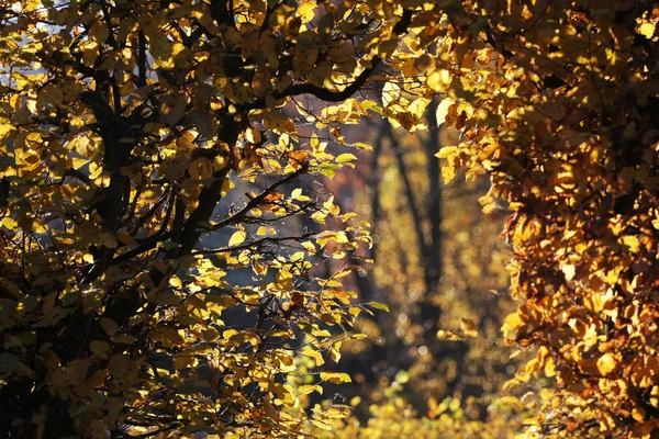 View Yellow Bush Glowing Sunshine — Stock Photo, Image