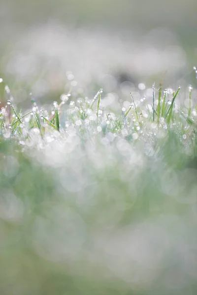 Blick Auf Raureif Auf Grünem Gras — Stockfoto