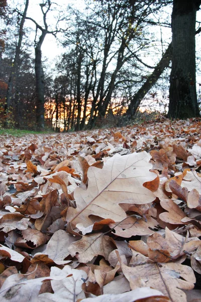 Malerischer Blick Auf Die Herbstlandschaft Mit Bäumen Und Blättern — Stockfoto