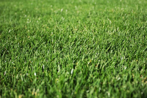 Background Green Grass Close View — Stock Photo, Image