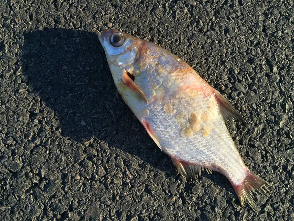 Asfalttaki ölü balığın yakın plan görüntüsü