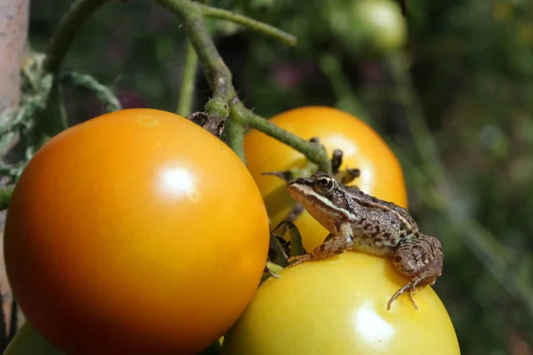 Close Shot Van Kikker Zittend Heerlijke Rijpe Gele Tomaten — Stockfoto