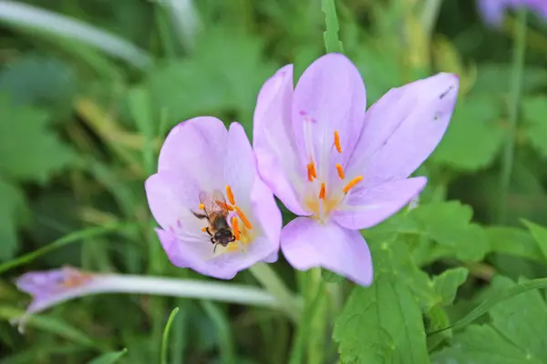 Bahçedeki Güzel Pembe Çiçeğin Yakın Çekim Görüntüsü — Stok fotoğraf