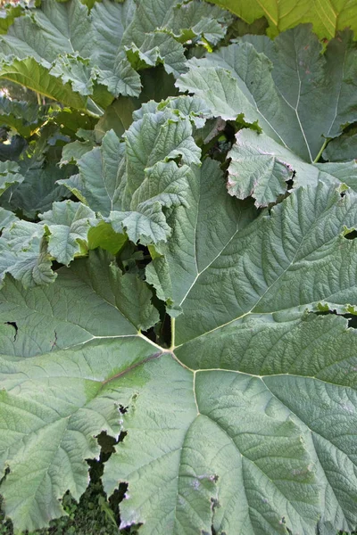 Frisches Grünkohl Garten — Stockfoto