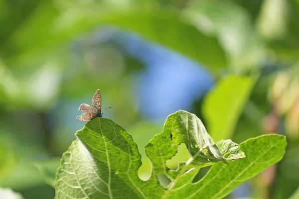 緑の葉の蝶のクローズアップ — ストック写真