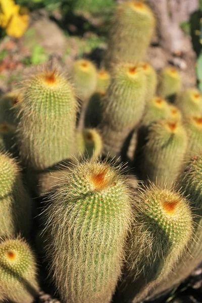 Detailní Pohled Šťavnatou Kaktusovou Rostlinu — Stock fotografie