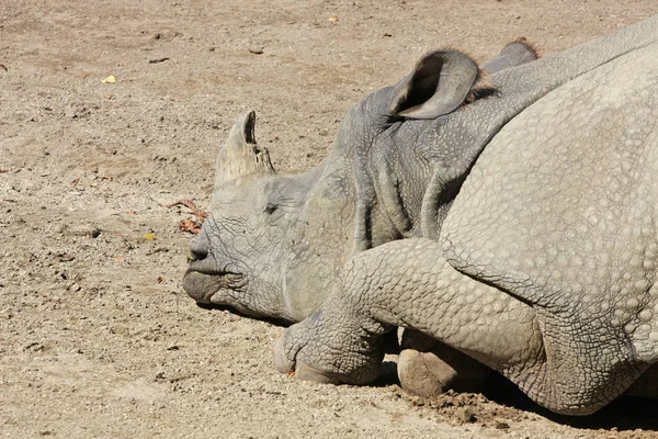 Close View Resting Rhinoceros Ground — Stock Photo, Image