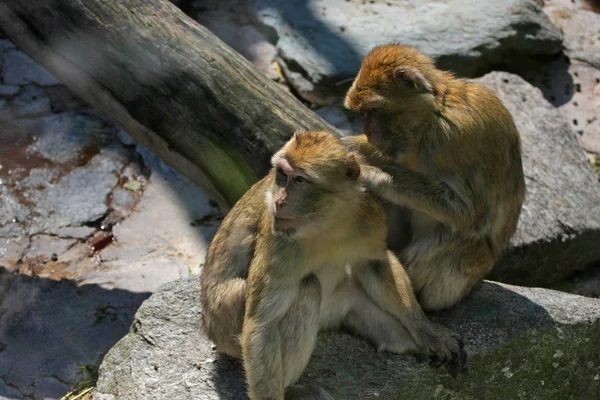 Macaco Remover Piolhos Outro Babuíno — Fotografia de Stock