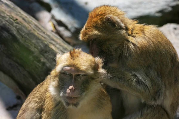 Aap Verwijdert Luizen Van Andere Baviaan — Stockfoto