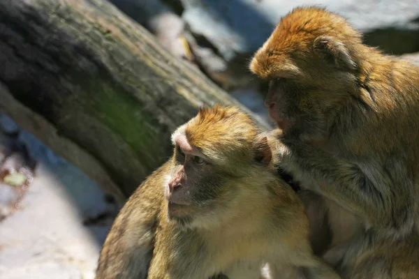 Vista Cerca Monos Macacos Bosque —  Fotos de Stock