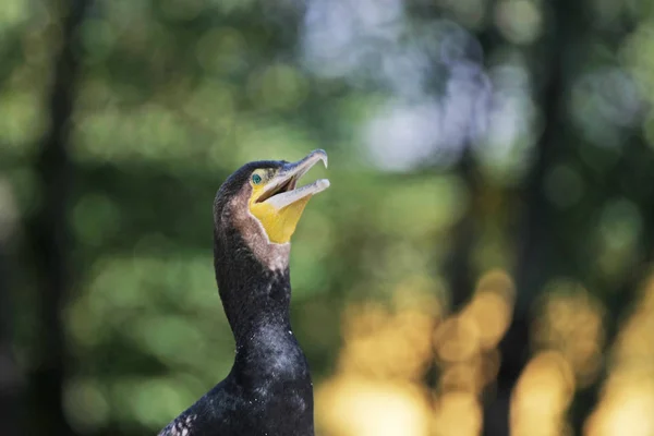 Nahaufnahme Des Kormorans Vor Dem Bokeh Hintergrund — Stockfoto