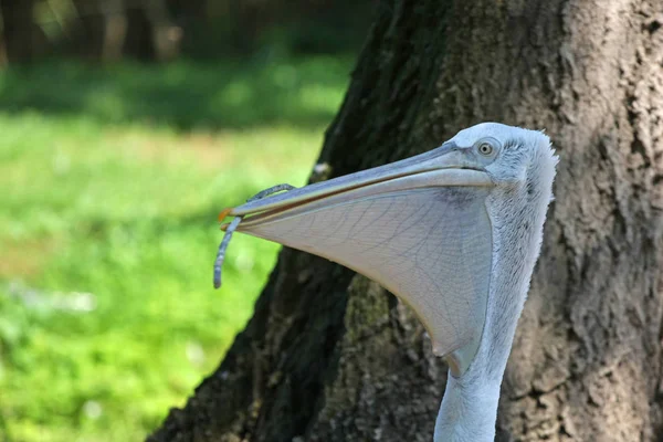 Close Vista Branco Pelicano Parque — Fotografia de Stock