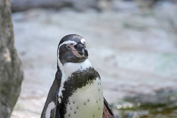 Close View Penguin Standing Water — Stock Photo, Image