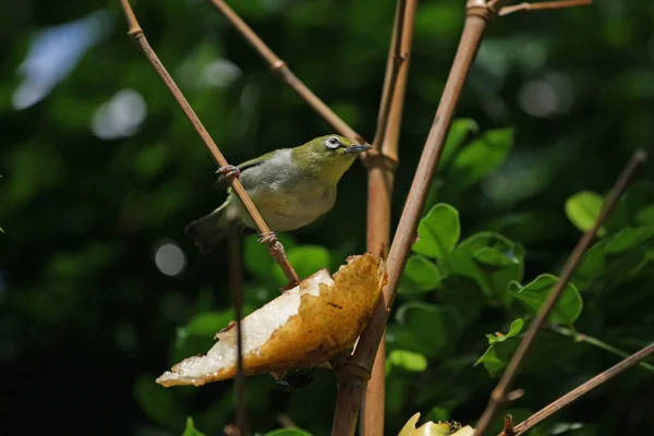 Vista Close Oriental Olhos Brancos Comendo Frutas — Fotografia de Stock