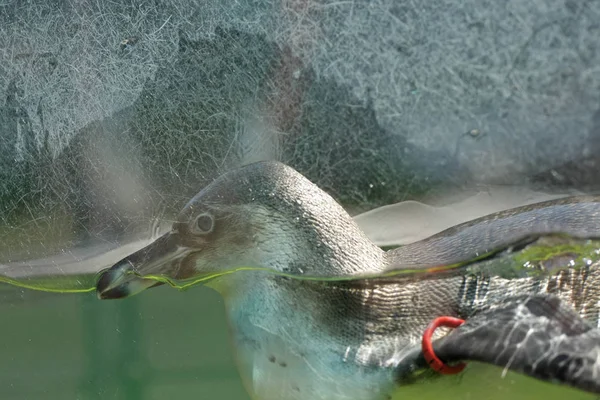 Close Zicht Van Schattige Pinguïn Jacht Het Water — Stockfoto