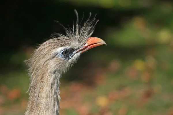 Roodbenige Seriema Portret Wazige Achtergrond — Stockfoto