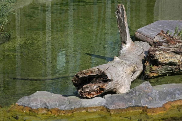 Widok Bliska Drewna Zatrzymany Skale Jeziorze — Zdjęcie stockowe