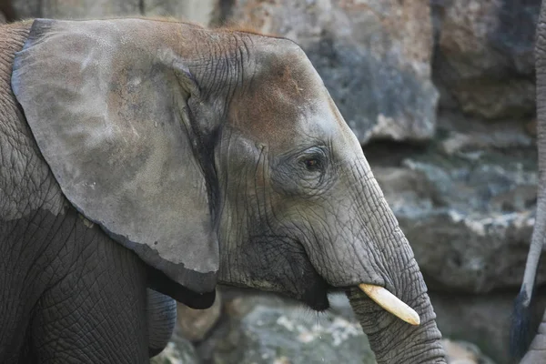 Vista Cerca Del Elefante Africano Zoológico — Foto de Stock