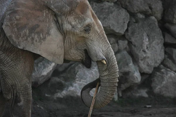 Vista Cerca Del Elefante Africano Zoológico — Foto de Stock