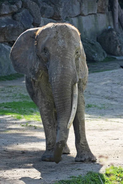 Vista Cerca Del Elefante Africano Zoológico — Foto de Stock