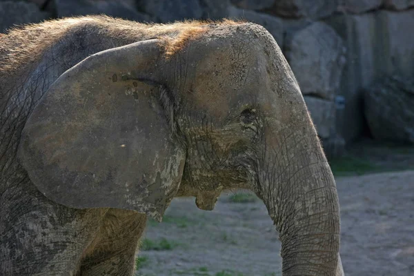 Vista Cerca Del Elefante Africano Zoológico — Foto de Stock