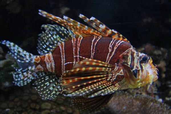 Scenic View Fascinating Underwater Life Fish — Stock Photo, Image