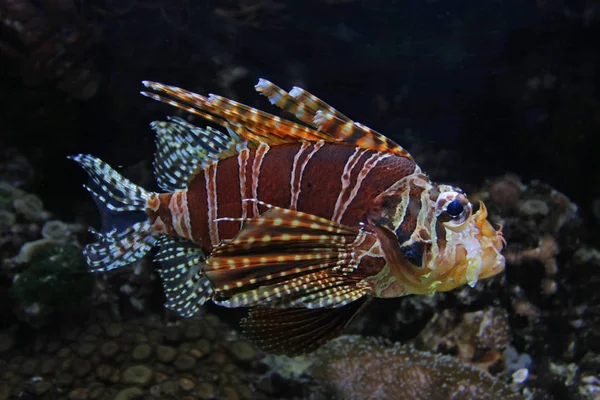 Malerischer Blick Auf Faszinierende Unterwasserwelt Mit Fischen — Stockfoto