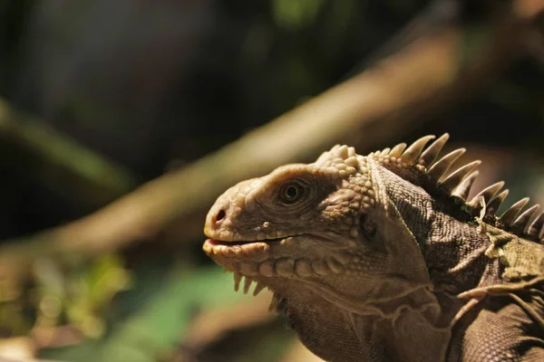 Close View Leguan Portrait Blurred Background — Stock Photo, Image