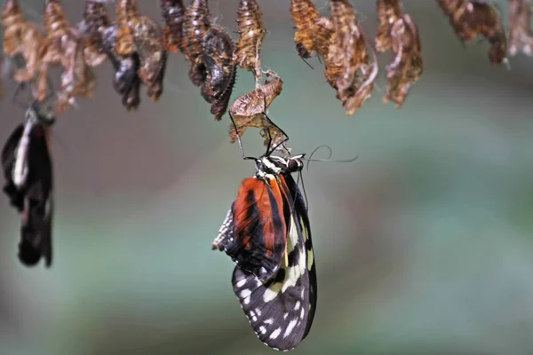 Vue Rapprochée Beau Papillon Sur Les Feuilles — Photo