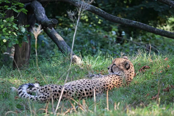 Malebný Pohled Geparda Leoparda Parku — Stock fotografie