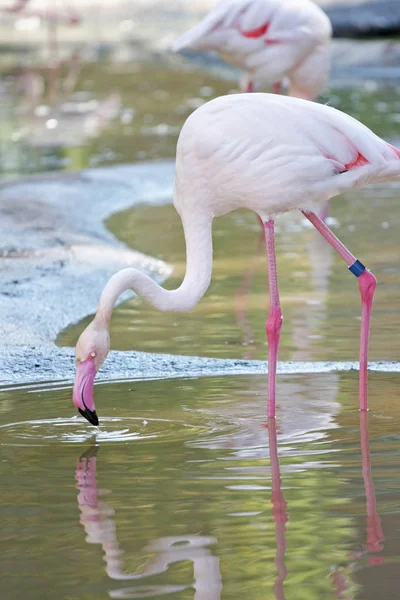 Schilderachtig Uitzicht Roze Flamingo Het Water — Stockfoto