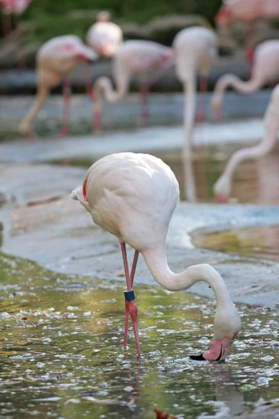 Flamingo Drinkwater Dierentuin Close — Stockfoto