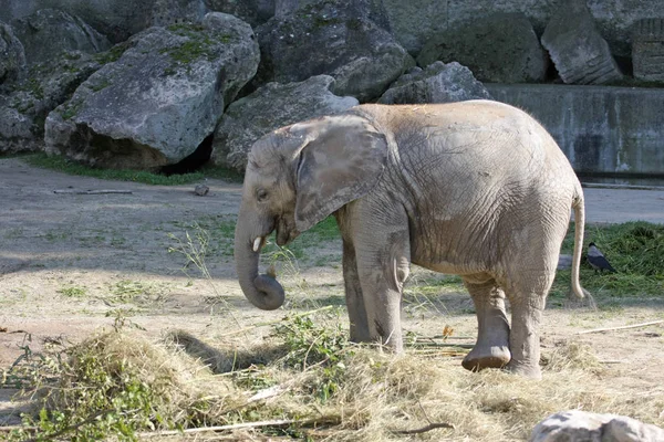 Elefante Salvaje Zoológico Vista Lateral — Foto de Stock