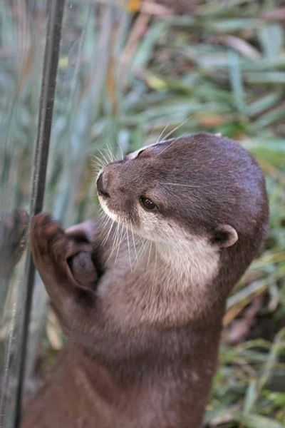 Close Uitzicht Van Schattige Kleine Otter — Stockfoto