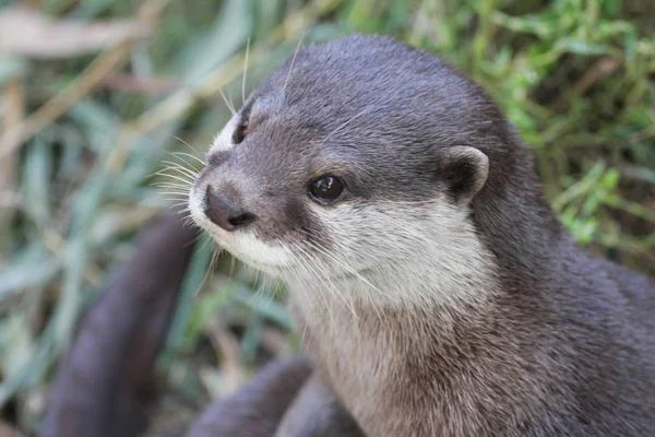 closeup view of cute little otter