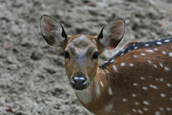 close-up view of a cute deer head