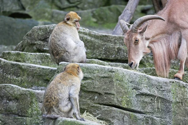 Macacos Sentados Rocha Perto Cabra — Fotografia de Stock