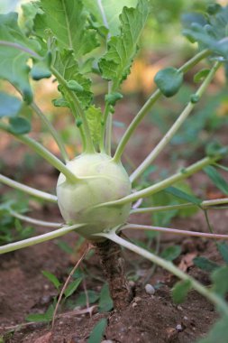 Kohlrabi yerde. Yakın çekim görüntüsü.