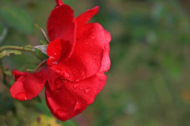 Su damlaları ile kırmızı gül yakın görünüm