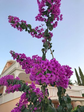 Bahçedeki güzel leylak çiçeklerinin manzarası