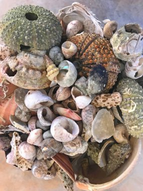 Deniz kabuğu koleksiyonu yığınının yakın görüntüsü