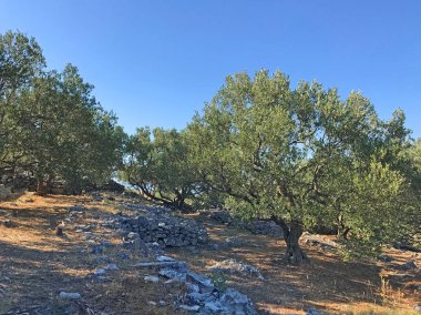 Ağaçlı ve yıpranmış zeminin manzarası